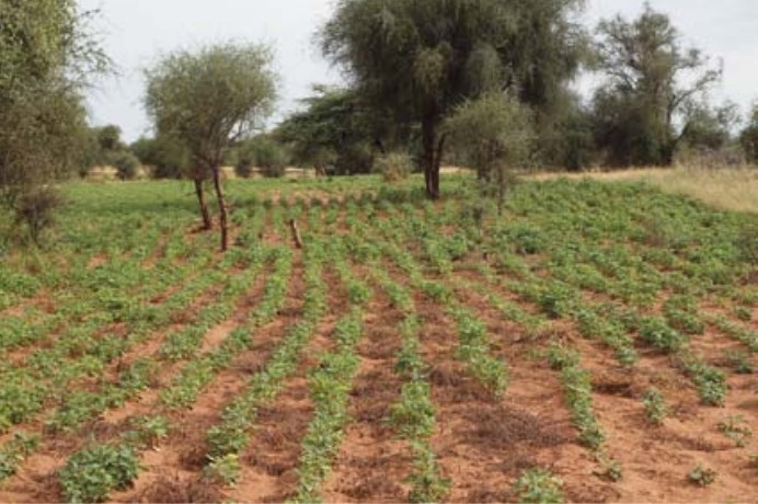 Agroforst